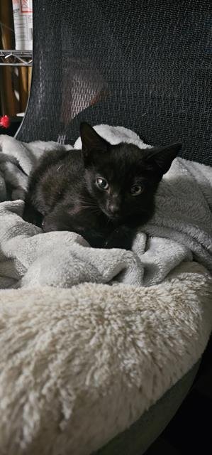 MADDOX - Domestic Short Hair for adoption in Macon