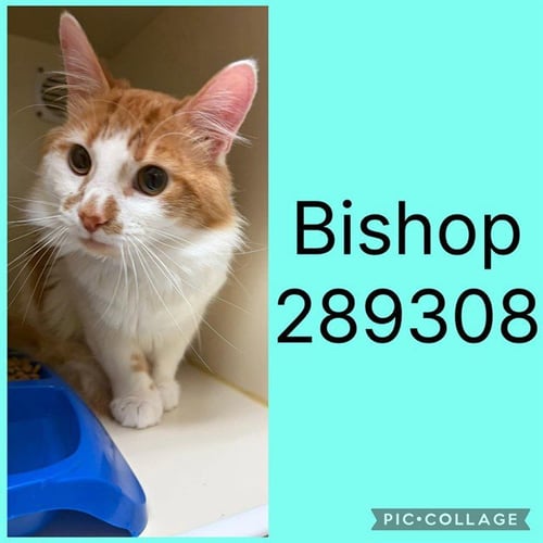 BISHOP