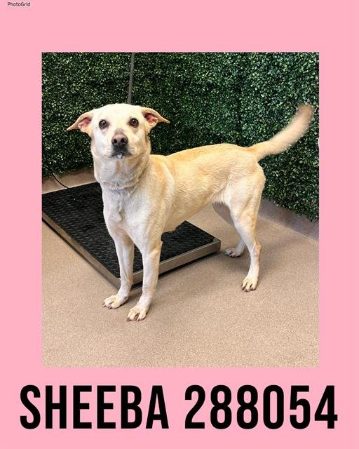 SHEEBA - Labrador Retriever available for adoption