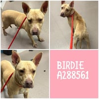 BIRDIE - Photo 1