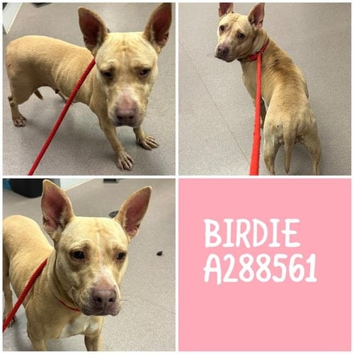 BIRDIE - Staffordshire Bull Terrier for adoption in Macon