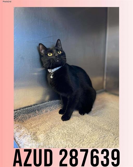 AZUD - Domestic Medium Hair available for adoption