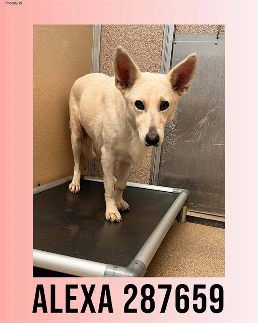 IZZY - German Shepherd Dog available for adoption