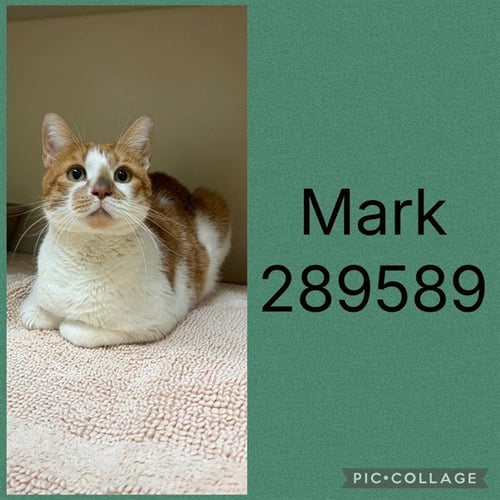 MARK - Domestic Short Hair available for adoption