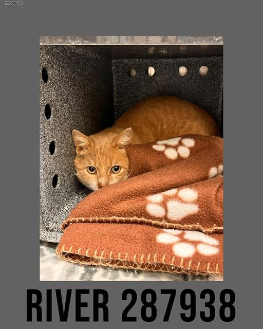 RIVER - Domestic Short Hair available for adoption