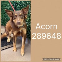 ACORN - Photo 1