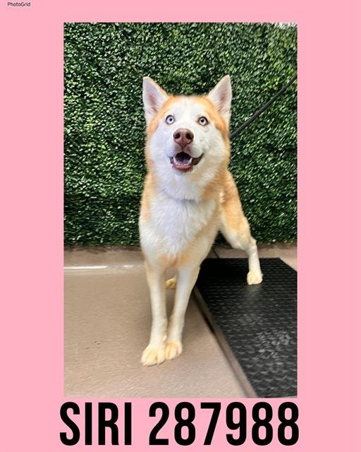 SIRI - Siberian Husky available for adoption