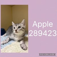 APPLE - Photo 1