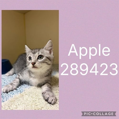 APPLE - Domestic Short Hair available for adoption