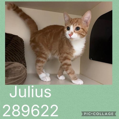 JULIUS - Domestic Medium Hair available for adoption