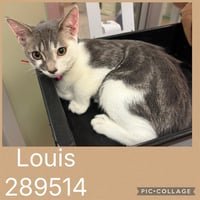 LOUIS - Photo 1