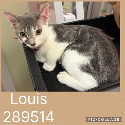 LOUIS - Domestic Short Hair for adoption in Macon