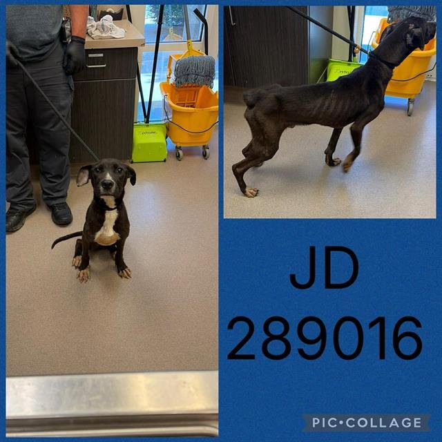 JD Image