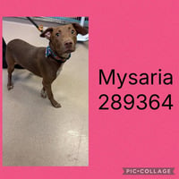 MYSARIA - Photo 1