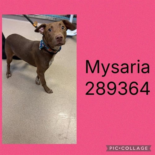 MYSARIA - Labrador Retriever for adoption in Macon