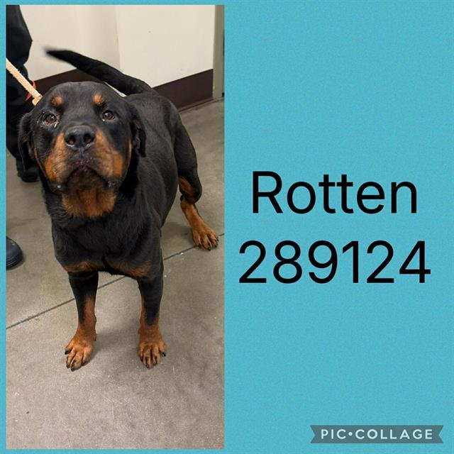 ROTTEN Image