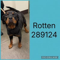 ROTTEN - Photo 1