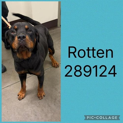 ROTTEN - Rottweiler available for adoption