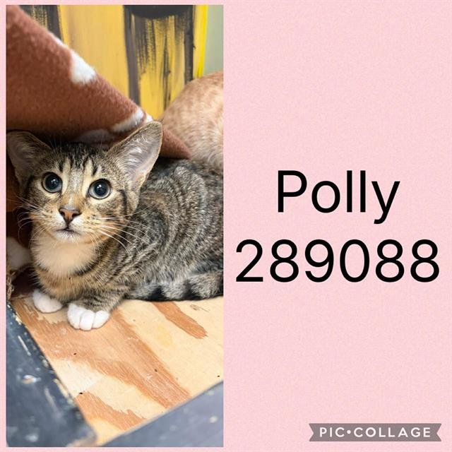 POLLY Image