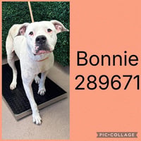 BONNIE - Photo 1