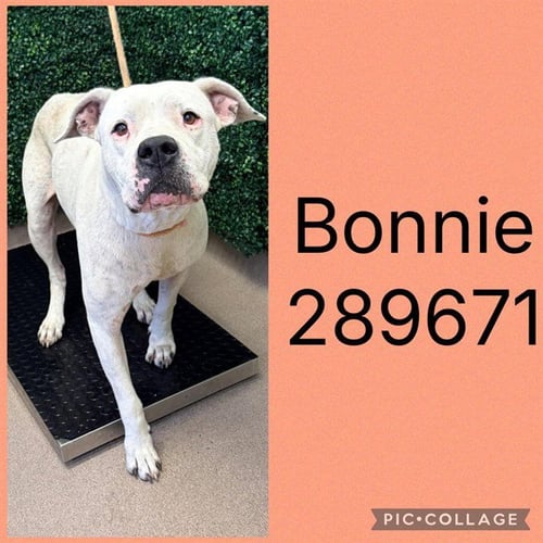 BONNIE - American Bulldog available for adoption