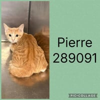 PIERRE - Photo 1