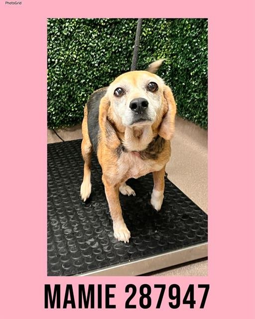 MAMIE - Beagle available for adoption