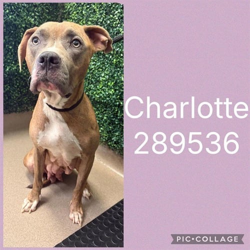 CHARLOTTE - Pit Bull Terrier available for adoption