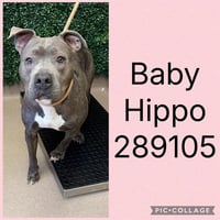 BABY HIPPO - Photo 1