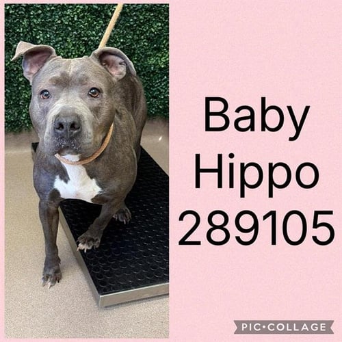 BABY HIPPO - Pit Bull Terrier available for adoption