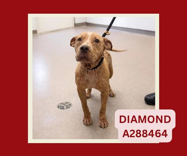 DIAMOND Image