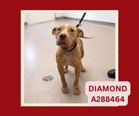 DIAMOND - Photo 1