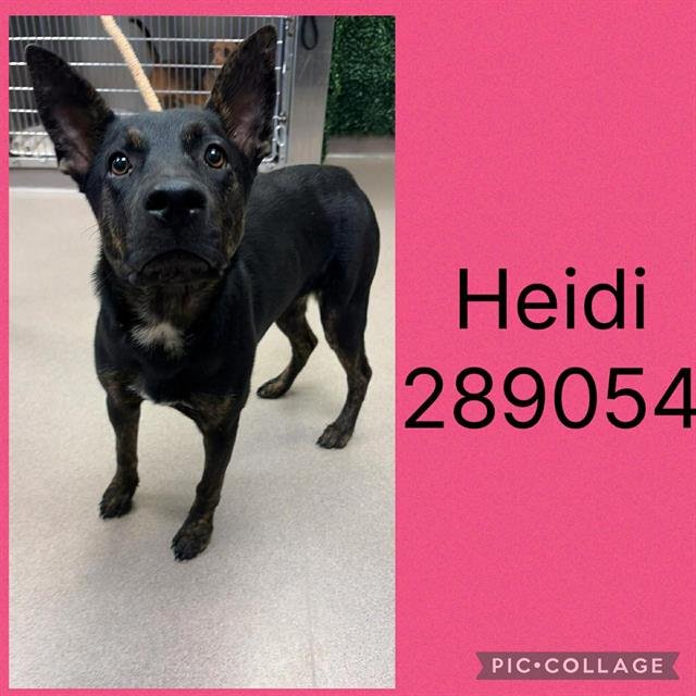 HEIDI Image