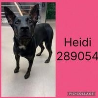 HEIDI - Photo 1