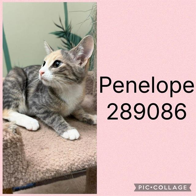 PENELOPE Image