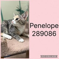 PENELOPE - Photo 1