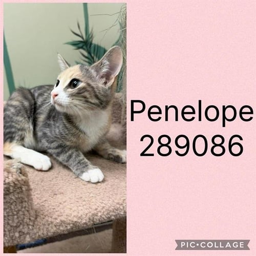 PENELOPE - Domestic Short Hair for adoption in Macon