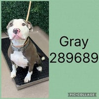 GRAY - Photo 1