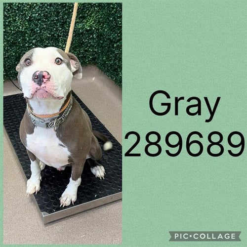 GRAY - Pit Bull Terrier available for adoption