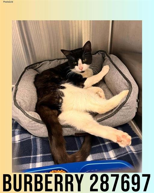 BURBERRY - Domestic Short Hair available for adoption