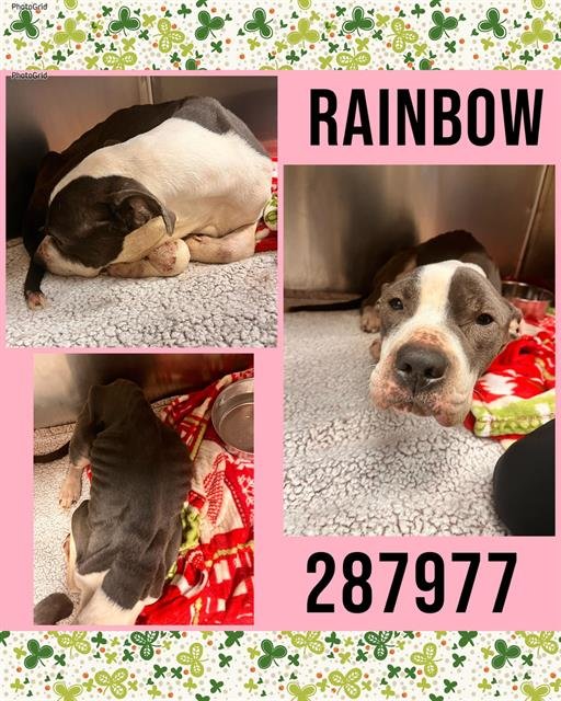 RAINBOW - Pit Bull Terrier available for adoption