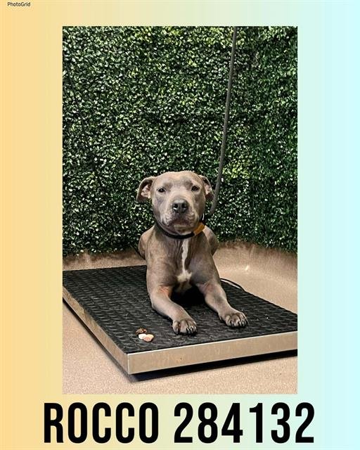 ROCCO - Pit Bull Terrier available for adoption