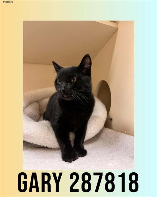 GARY - Domestic Short Hair available for adoption