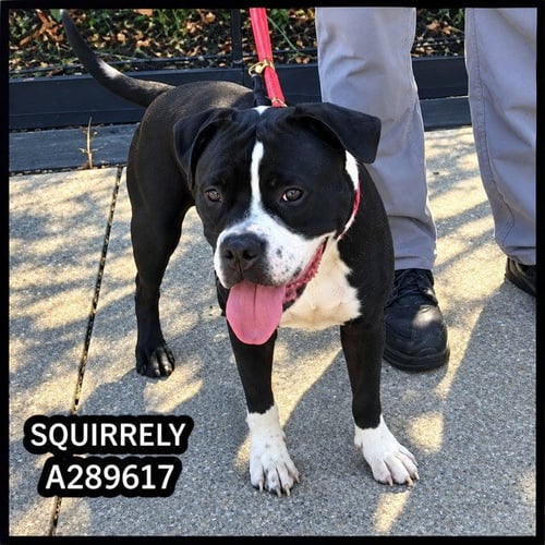 SQUIRRELY - Boston Terrier available for adoption