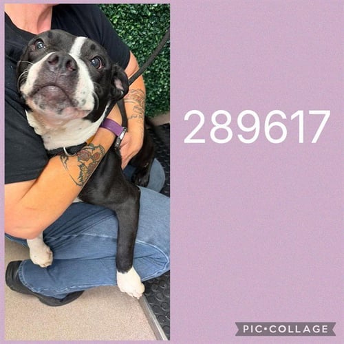 A289617 - Boston Terrier available for adoption