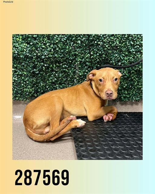 TIGGER - Bulldog available for adoption