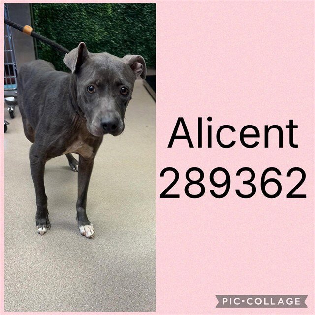 ALICENT Image