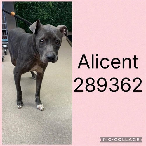 ALICENT - Pit Bull Terrier for adoption in Macon