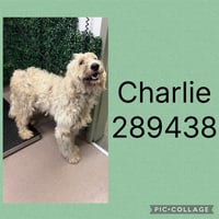 CHARLIE - Photo 1