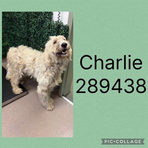 CHARLIE - Poodle (Standard) for adoption in Macon